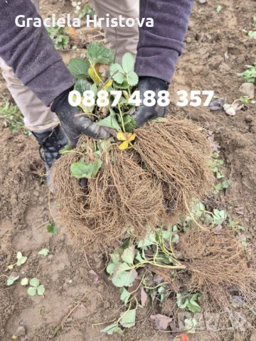 Продавам разсад ягоди 