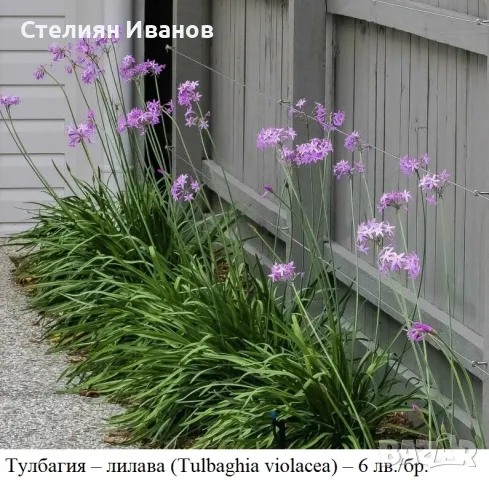 Тулбагия, социален чесън – лилава, бяла и вариегатна (Tulbaghia violacea), снимка 1 - Сортови семена и луковици - 49319139