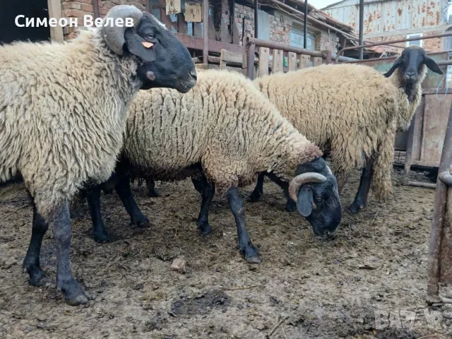Продавам овен, снимка 2 - Овце - 50435346
