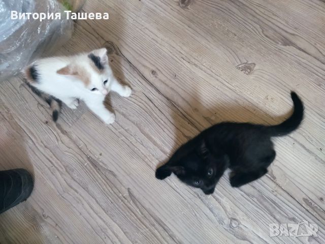 Коте, котета, котенца, котки, снимка 8 - Други - 45470029