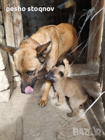 белгийска овчарка 