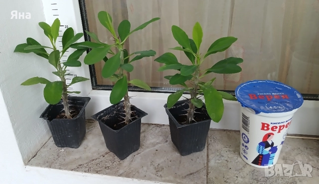 Исусов венец - Еуфорбия, Червен цвят, снимка 4 - Стайни растения - 51096996