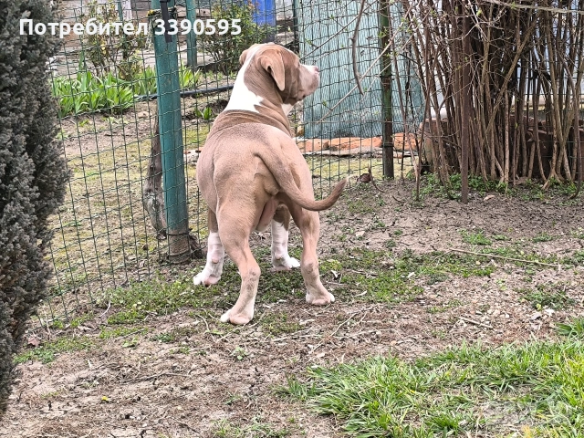 Американско Були Хл Момиче , снимка 5 - Питбул - 53818927