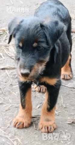 Малки ягдтериерчета на 3 месеца , обезпаразитени и с всички необходими ваксини .