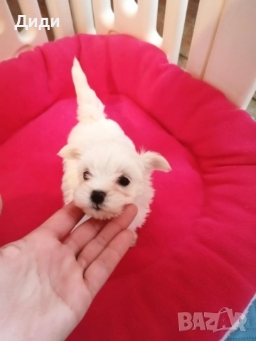 Малтийска болонка, снимка 2 - Болонка - 52698880