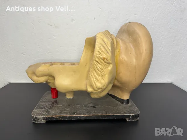 Анатомичен модел на ухо №6851, снимка 5 - Други ценни предмети - 50176925