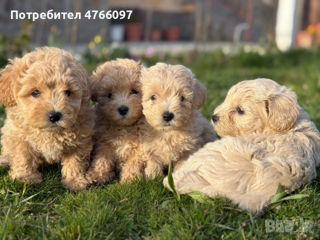 Кученца Малтипу Варна , снимка 5 - Други - 53843843