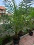 канарска финикова палма вис. над 2 м, снимка 1 - Градински цветя и растения - 43204209