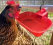 екстра голям размер поилки за кокошки и пуйки, снимка 1