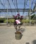 Lagerstroemia Black purely (Лагерстремия Чисто черно), снимка 3