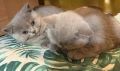 Британски Късокосмести котенца, снимка 13