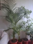Продавам палма Арека висока 1.5 метра цена 150лв, снимка 2