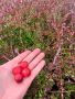 Червена боровинка в саксия вече в плододаване, снимка 1 - Градински цветя и растения - 45594254