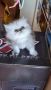 Прекрасни сребърна чинчила персийски и хималайски персийски котенца, снимка 3