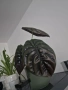 Alocasia cuprea / Алоказия купрея, снимка 2