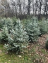 Сребрист Смърч , снимка 5