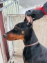 Доберманчета с родословни родители, снимка 8