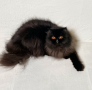 Подарявам персийска котка, снимка 2