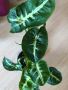 Syngonium rayi Black Panther , снимка 1