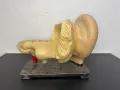 Анатомичен модел на ухо №6851, снимка 5