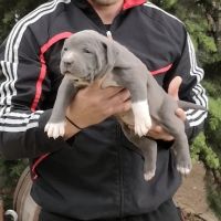 American Bully XL/Американско Були ХЛ , снимка 16 - Питбул - 45359291