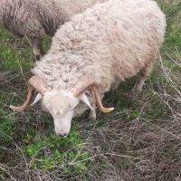 Провават се Овце, Кочове и  Чепишки  за Курбан Байрам, снимка 7 - Овце - 45698322
