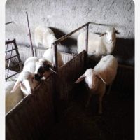 Продавам агнета 10 лв/кг, снимка 2 - Овце - 45591797