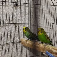 Продавам два броя вълнисти папагали , снимка 4 - Папагали - 45901100