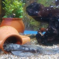 Два аквариума с рибки, снимка 5 - Аквариуми - 45701746