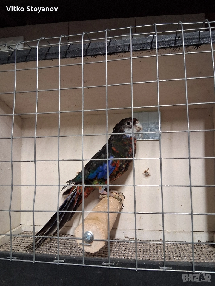 Розела, снимка 1