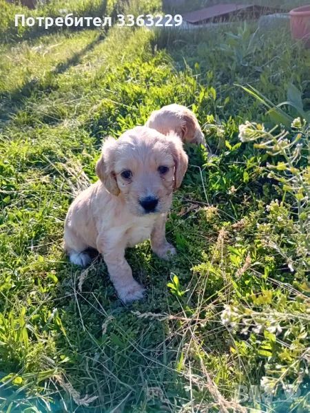 Продавам , снимка 1