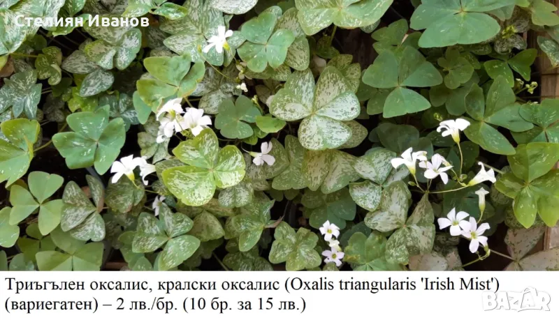 Триъгълен оксалис, кралски оксалис (Oxalis triangularis) - сортове, снимка 1