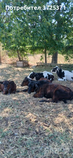 Продавам 4 бр телета, снимка 1