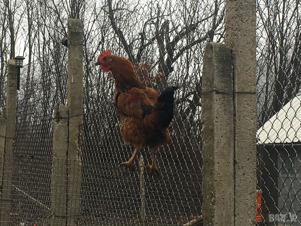 млад петел, снимка 1