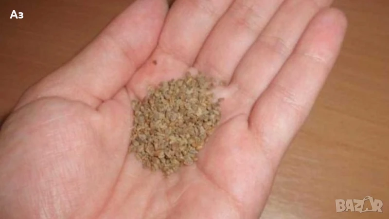 Продавам семена на български Магданоз, реколта 2025 г., снимка 1