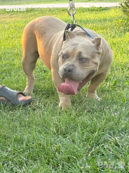 Американско Були покет, снимка 1