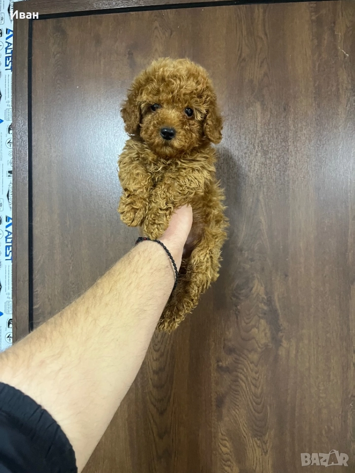 Той пудел, снимка 1