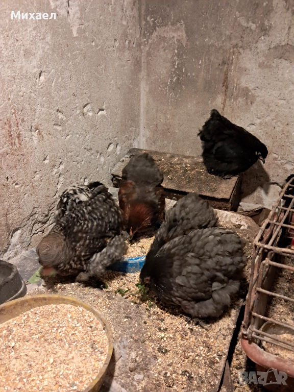 Мини кохини, снимка 1