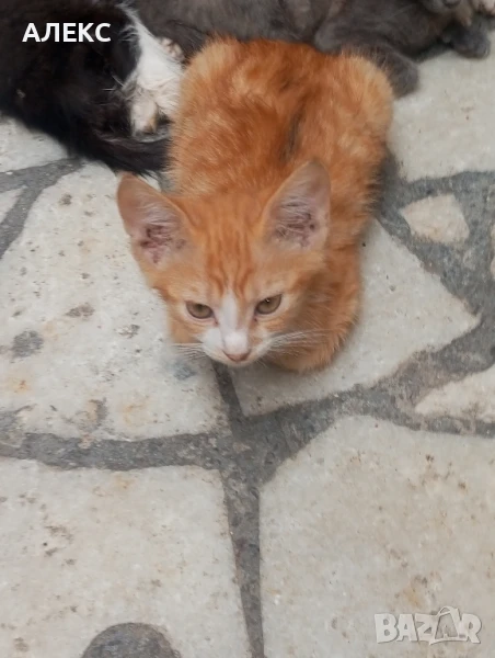 ПОДАРЯВАМ КОТЕНЦА, снимка 1