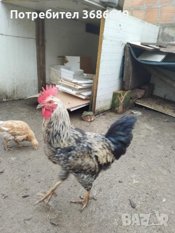Продавам Петли! , снимка 4 - Кокошки и пуйки - 53222163