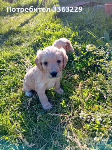 Продавам , снимка 1