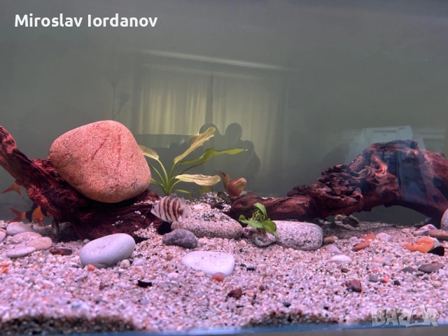 Тигрови риби Datnioides microlepis, снимка 3 - Рибки - 53827941