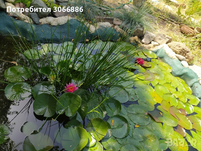 водни лилии, снимка 3 - Сортови семена и луковици - 54170649
