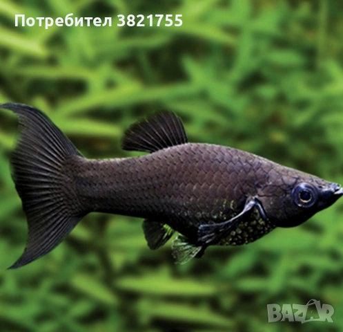  Декоративни рибки, молинезия