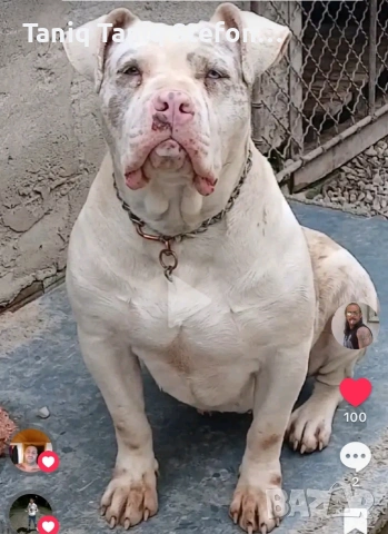 малки страхотни бебета от добри родители, снимка 2 - Питбул - 53445044