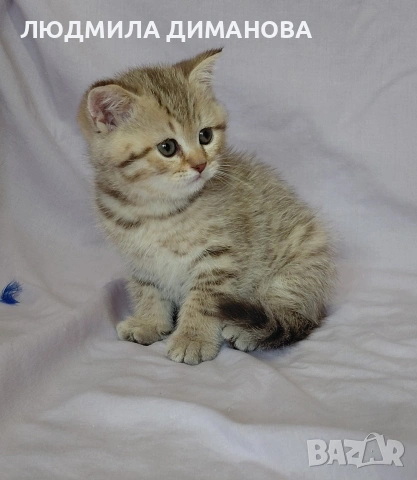 Шотландски мъжки. , снимка 5 - Британска късокосместа - 53587525