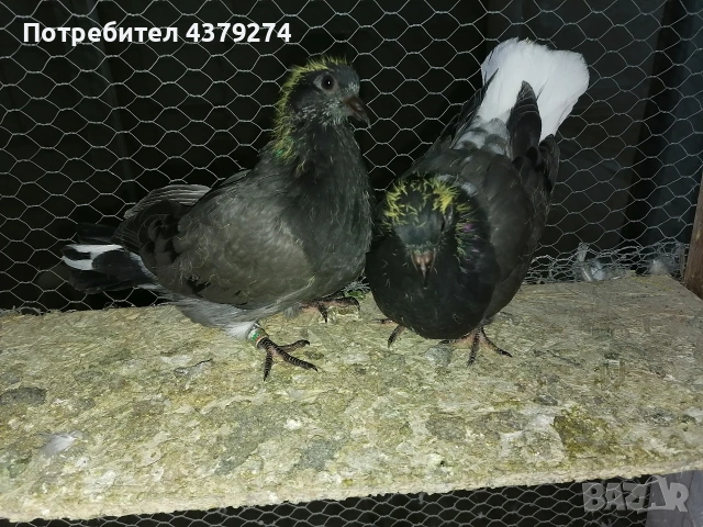 Николаевски пеперуди, снимка 7 - Гълъби - 54031886