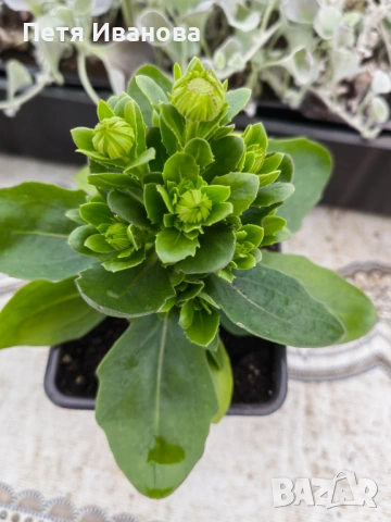 Остеоспермум (Osteospermum) , снимка 3 - Градински цветя и растения - 53591315