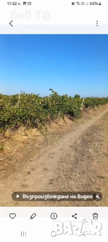 давам под наем лозе 5 дка рубин село Белащица, снимка 3 - Земеделска земя - 52526471