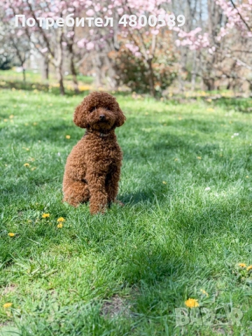 Мини Пудел търси женска за разплод